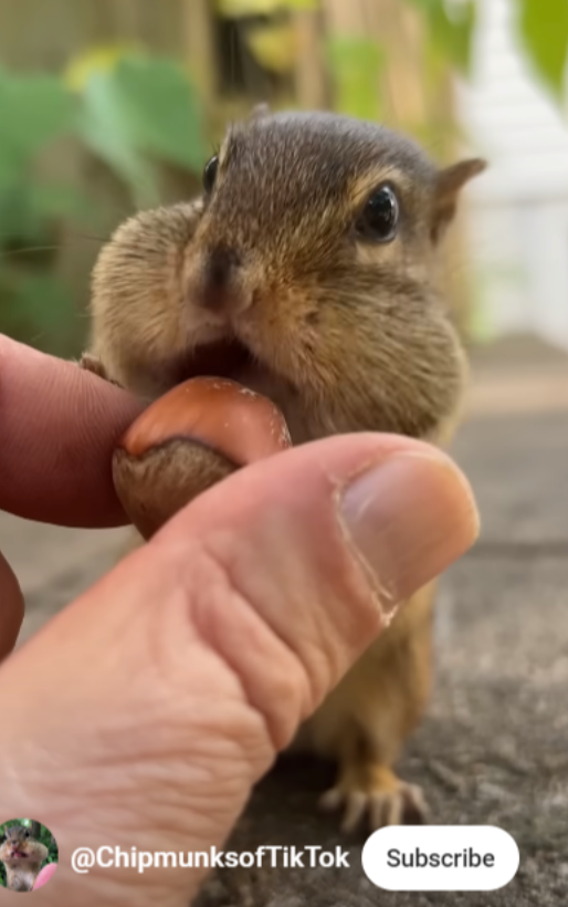 Chipmunks Of TikTok